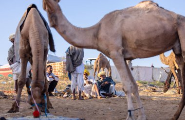 Puşkar, Rajasthan, Hindistan - Kasım 09 2024: Geleneksel giysili bir rajasthani erkek portresi çöl panayırında develerin ticareti sırasında türbanlı..