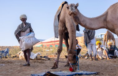 Puşkar, Rajasthan, Hindistan - Kasım 09 2024: Geleneksel giysili bir rajasthani erkek portresi çöl panayırında develerin ticareti sırasında türbanlı..