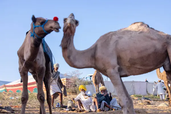 Puşkar, Rajasthan, Hindistan - Kasım 09 2024: Geleneksel giysili rajasthani erkek portresi çöl panayırında deve fuarı sırasında deve ticareti sırasında sarıklı.