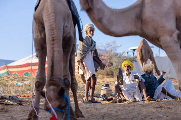 Puşkar, Rajasthan, Hindistan - Kasım 09 2024: Geleneksel giysili rajasthani erkek portresi çöl panayırında deve fuarı sırasında deve ticareti sırasında sarıklı.