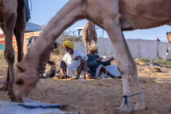 Puşkar, Rajasthan, Hindistan - Kasım 09 2024: Geleneksel giysili rajasthani erkek portresi çöl panayırında deve fuarı sırasında deve ticareti sırasında sarıklı.