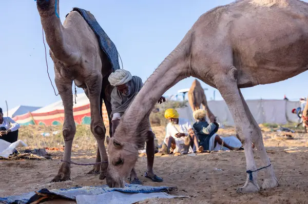 Puşkar, Rajasthan, Hindistan - Kasım 09 2024: Geleneksel giysili rajasthani erkek portresi çöl panayırında deve fuarı sırasında deve ticareti sırasında sarıklı.