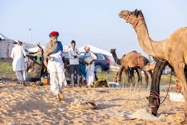Puşkar, Rajasthan, Hindistan - Kasım 09 2024: Geleneksel giysili rajasthani erkek portresi çöl panayırında deve fuarı sırasında deve ticareti sırasında sarıklı.