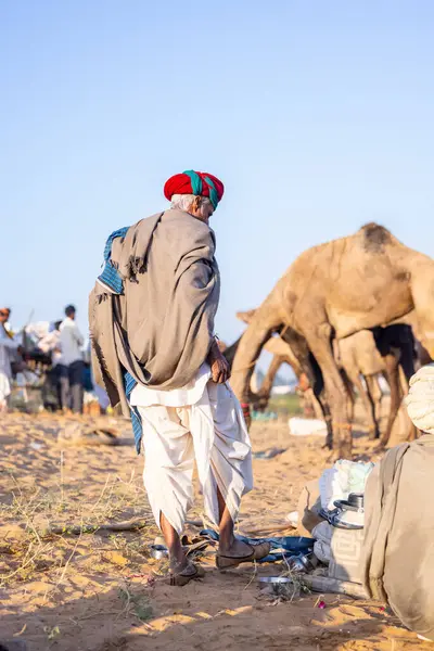 Puşkar, Rajasthan, Hindistan - Kasım 09 2024: Geleneksel giysili rajasthani erkek portresi çöl panayırında deve fuarı sırasında deve ticareti sırasında sarıklı.