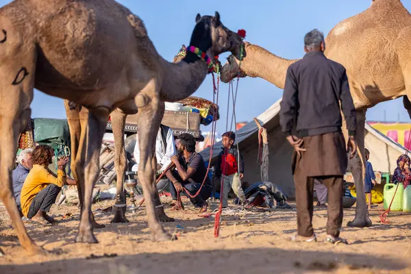 Puşkar, Rajasthan, Hindistan - Kasım 09 2024: Geleneksel giysili rajasthani erkek portresi çöl panayırında deve fuarı sırasında deve ticareti sırasında sarıklı.