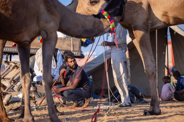 Puşkar, Rajasthan, Hindistan - Kasım 09 2024: Geleneksel giysili rajasthani erkek portresi çöl panayırında deve fuarı sırasında deve ticareti sırasında sarıklı.