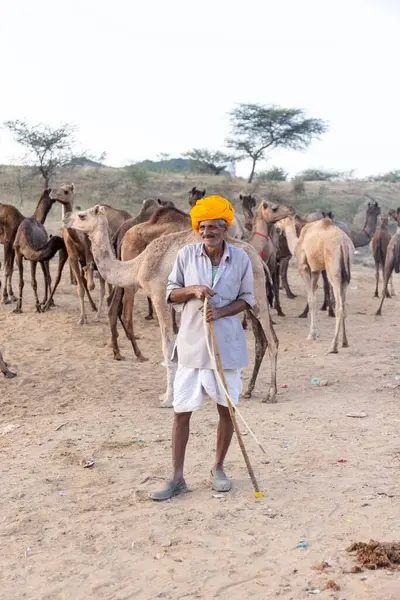Puşkar, Rajasthan, Hindistan - Kasım 09 2024: Geleneksel beyaz giysili rajasthani erkek portresi çöl panayırında renkli türbanlı deve fuarı sırasında develeri takas etmek için.