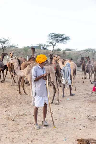 Puşkar, Rajasthan, Hindistan - Kasım 09 2024: Geleneksel beyaz giysili rajasthani erkek portresi çöl panayırında renkli türbanlı deve fuarı sırasında develeri takas etmek için.