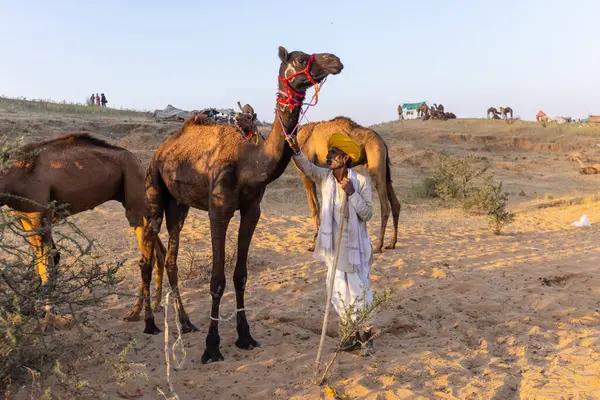 Puşkar, Rajasthan, Hindistan - Kasım 09 2024: Geleneksel beyaz giysili rajasthani erkek portresi çöl panayırında renkli türbanlı deve fuarı sırasında develeri takas etmek için.