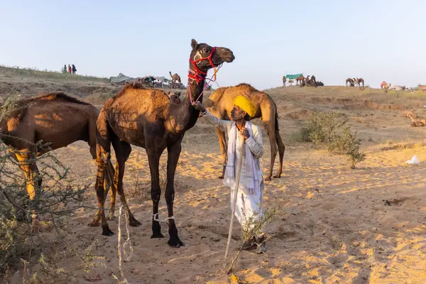 Puşkar, Rajasthan, Hindistan - Kasım 09 2024: Geleneksel beyaz giysili rajasthani erkek portresi çöl panayırında renkli türbanlı deve fuarı sırasında develeri takas etmek için.