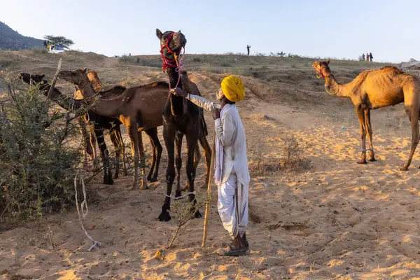 Puşkar, Rajasthan, Hindistan - Kasım 09 2024: Geleneksel beyaz giysili rajasthani erkek portresi çöl panayırında renkli türbanlı deve fuarı sırasında develeri takas etmek için.