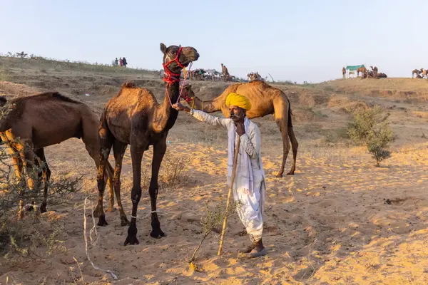 Puşkar, Rajasthan, Hindistan - Kasım 09 2024: Geleneksel beyaz giysili rajasthani erkek portresi çöl panayırında renkli türbanlı deve fuarı sırasında develeri takas etmek için.