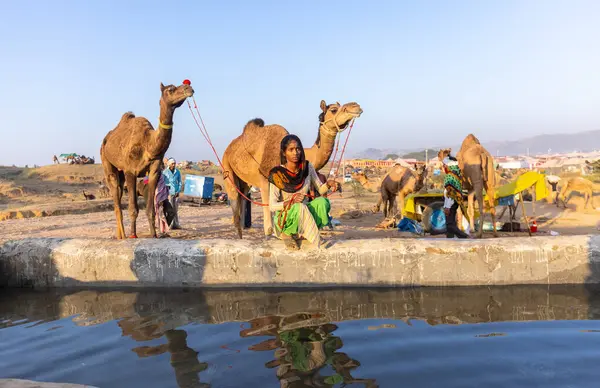 Pushkar Fuarı, deve festivali sırasında kum tepelerinin çöl zemininde deve süslemesi