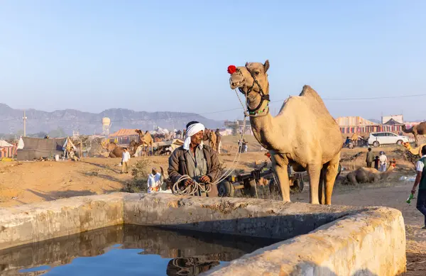 Pushkar Fuarı, deve festivali sırasında kum tepelerinin çöl zemininde deve süslemesi