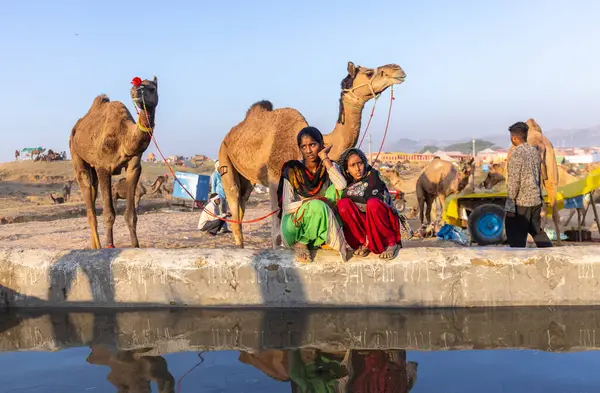 Pushkar Fuarı, deve festivali sırasında kum tepelerinin çöl zemininde deve süslemesi
