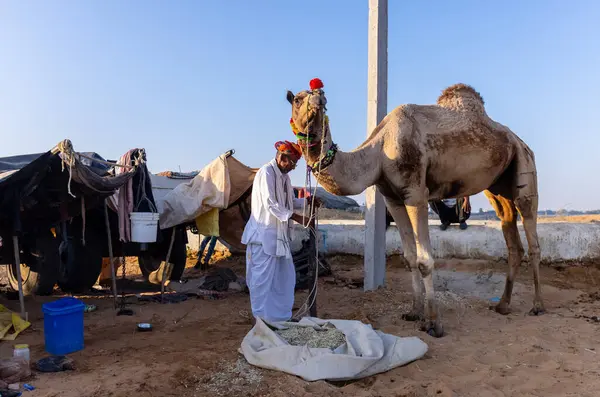 Puşkar, Rajasthan, Hindistan - Kasım 09 2024: Geleneksel giysili bir rajasthani erkek portresi çöl panayırında develerin ticareti sırasında türbanlı..