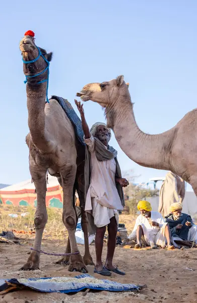 Puşkar, Rajasthan, Hindistan - Kasım 09 2024: Geleneksel giysili bir rajasthani erkek portresi çöl panayırında develerin ticareti sırasında türbanlı..