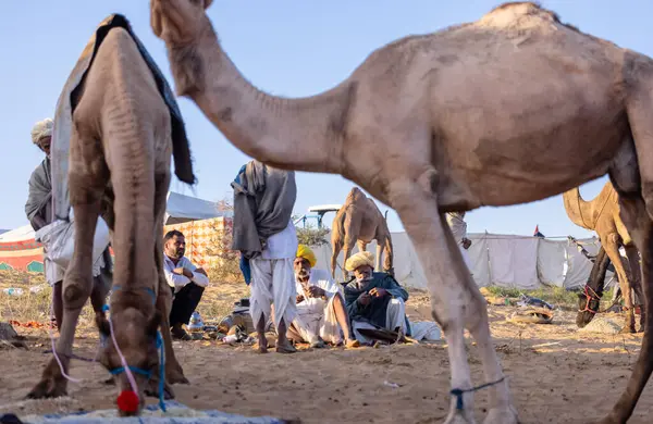 Puşkar, Rajasthan, Hindistan - Kasım 09 2024: Geleneksel giysili bir rajasthani erkek portresi çöl panayırında develerin ticareti sırasında türbanlı..