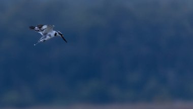 Balıkçılık için gökyüzünde uçan Pied Kingfisher (Ceryle rudis) kuşu.