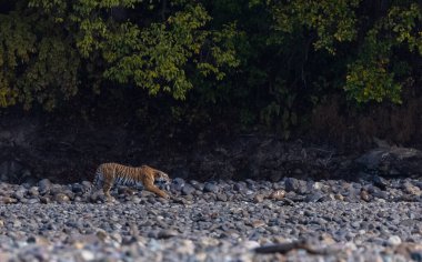 Ormanda taşlaşmış topraklarda çizgili kaplan