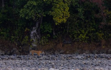 Ormanda taşlaşmış topraklarda çizgili kaplan