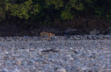 Ormanda taşlaşmış topraklarda çizgili kaplan