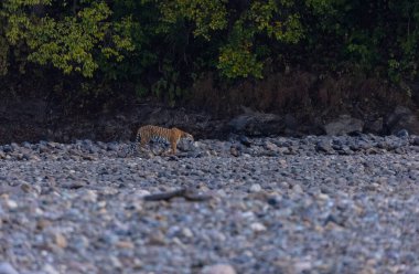 Ormanda taşlaşmış topraklarda çizgili kaplan