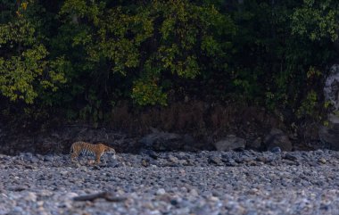 Ormanda taşlaşmış topraklarda çizgili kaplan