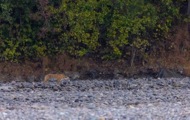 Ormanda taşlaşmış topraklarda çizgili kaplan