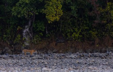 Ormanda taşlaşmış topraklarda çizgili kaplan