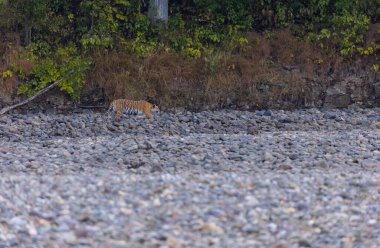 Ormanda taşlaşmış topraklarda çizgili kaplan