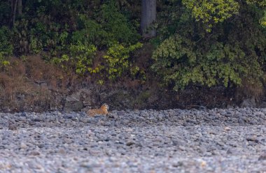 Ormanda taşlaşmış topraklarda çizgili kaplan