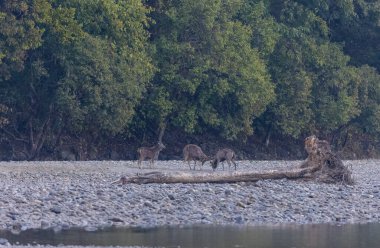 Jim Corbett, Uttarakhand, Hindistan - 09 Nisan 2023: Jim Corbett Ulusal Parkı Dhikala Bölgesi İşaret Kurulu. 