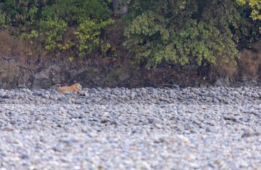 Ormanda taşlaşmış topraklarda çizgili kaplan