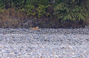 Ormanda taşlaşmış topraklarda çizgili kaplan
