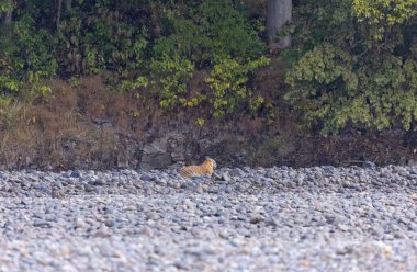 Ormanda taşlaşmış topraklarda çizgili kaplan