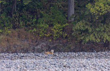 Ormanda taşlaşmış topraklarda çizgili kaplan