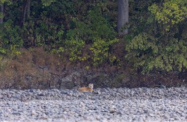 Ormanda taşlaşmış topraklarda çizgili kaplan