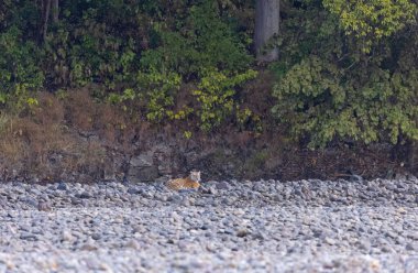Ormanda taşlaşmış topraklarda çizgili kaplan