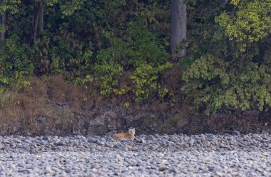 Ormanda taşlaşmış topraklarda çizgili kaplan