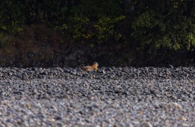 Ormanda taşlaşmış topraklarda çizgili kaplan