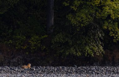 Ormanda taşlaşmış topraklarda çizgili kaplan