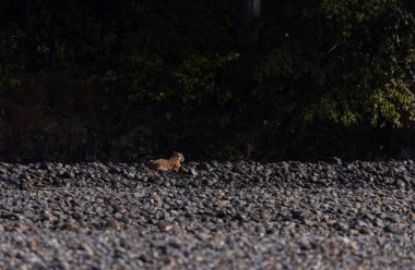 Ormanda taşlaşmış topraklarda çizgili kaplan