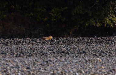 Ormanda taşlaşmış topraklarda çizgili kaplan
