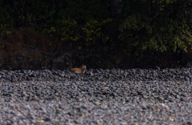 Ormanda taşlaşmış topraklarda çizgili kaplan