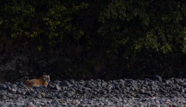 Ormanda taşlaşmış topraklarda çizgili kaplan