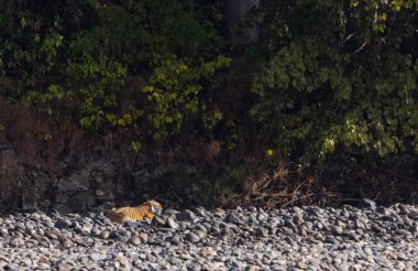 Ormanda taşlaşmış topraklarda çizgili kaplan