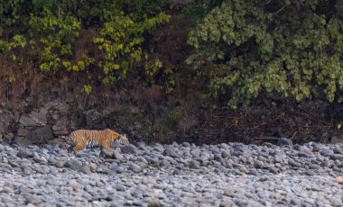 Ormanda taşlaşmış topraklarda çizgili kaplan