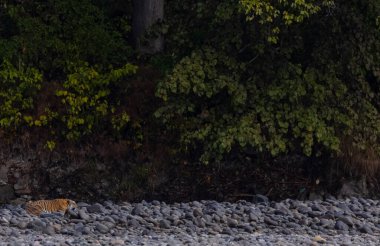 Ormanda taşlaşmış topraklarda çizgili kaplan