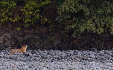 Ormanda taşlaşmış topraklarda çizgili kaplan